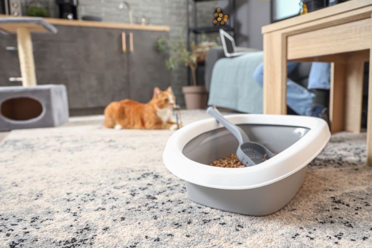 cat and litter box